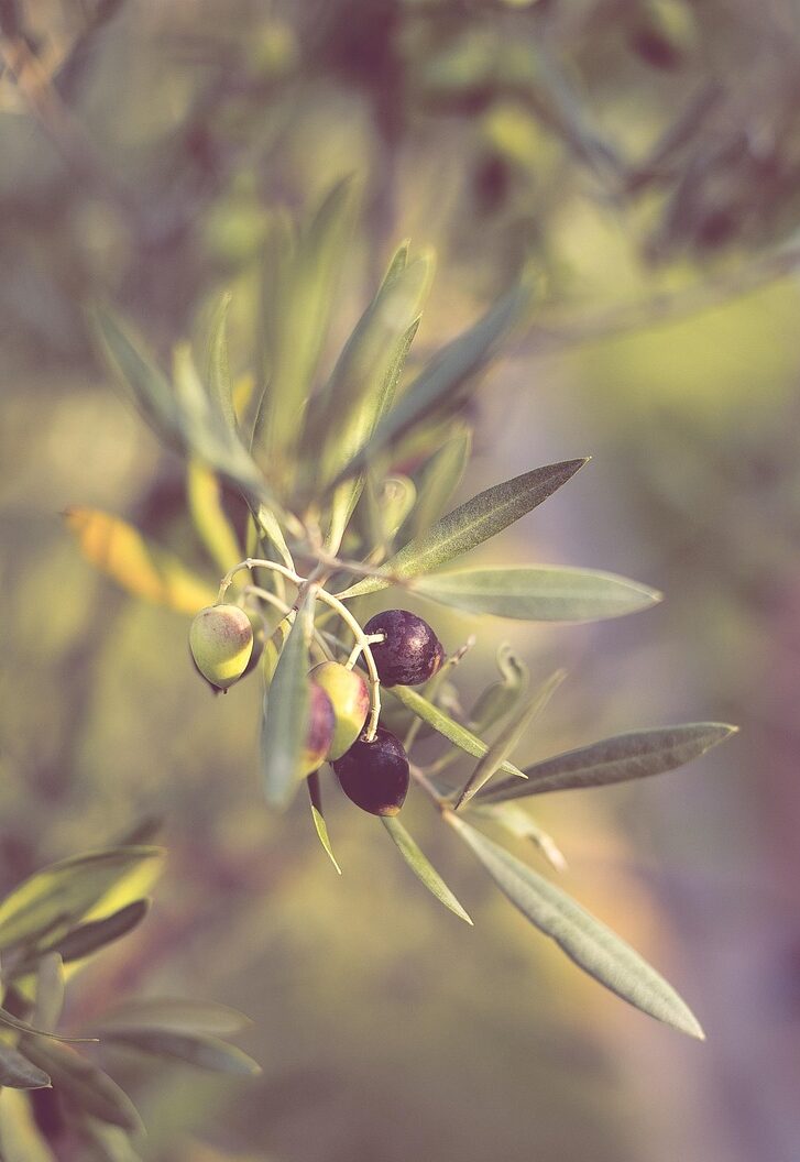 Living Out the Lord’s Prayer: Forgive Us Our Trespasses