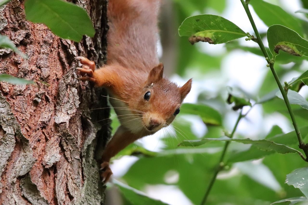 Creation and Our Relationship with God